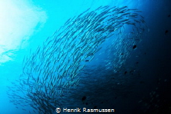 Swirling barracudas by Henrik Rasmussen 